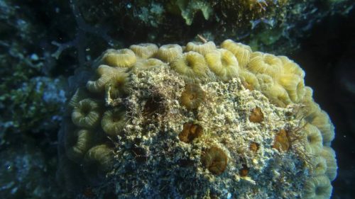 Amenazas en los Arrecifes de Coral del SAM-010
