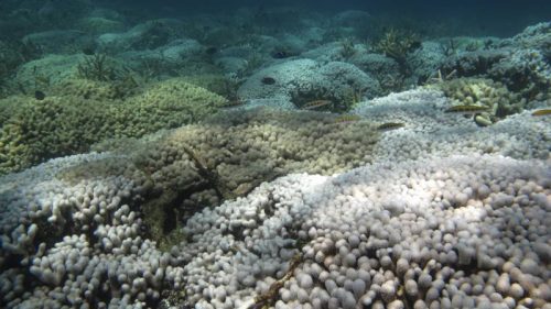 Amenazas en los Arrecifes de Coral del SAM-012