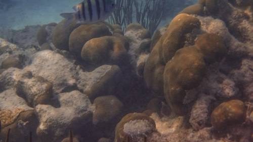 Amenazas en los Arrecifes de Coral del SAM-013