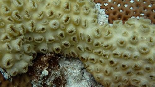 Amenazas en los Arrecifes de Coral del SAM-015
