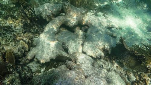 Amenazas en los Arrecifes de Coral del SAM-017