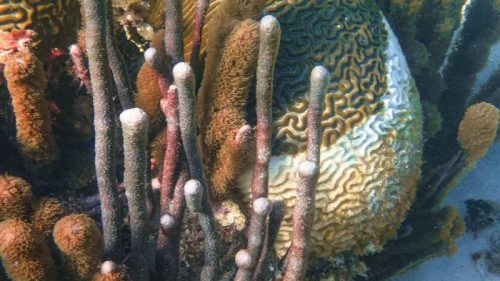Amenazas en los Arrecifes de Coral del SAM-018