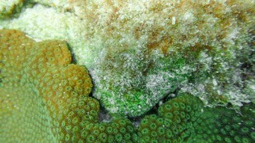 Amenazas en los Arrecifes de Coral del SAM-019
