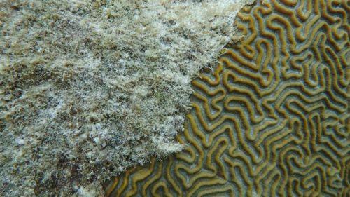 Amenazas en los Arrecifes de Coral del SAM-06