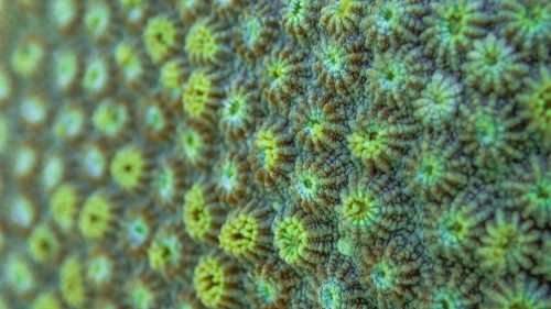 Arrecifes de Coral del Sistema Arrecifal Mesoamericano-07