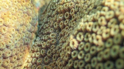 Arrecifes de Coral del Sistema Arrecifal Mesoamericano-08
