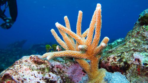 Arrecifes de Coral del Sistema Arrecifal Mesoamericano-10