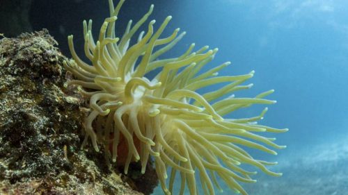La biodiversidad de los Arrecifes de Coral del SAM-013