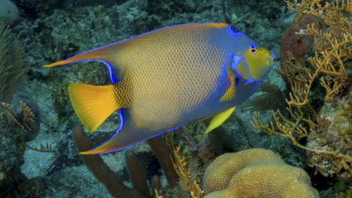 La biodiversidad de los Arrecifes de Coral del SAM-016