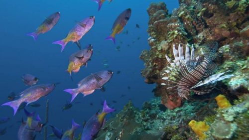 La biodiversidad de los Arrecifes de Coral del SAM-018