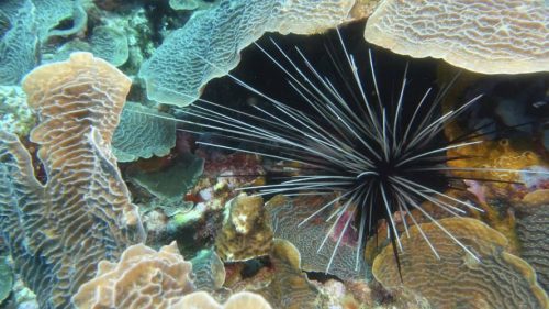 La biodiversidad de los Arrecifes de Coral del SAM-04