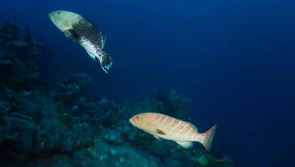 marine-roatan-park-2025