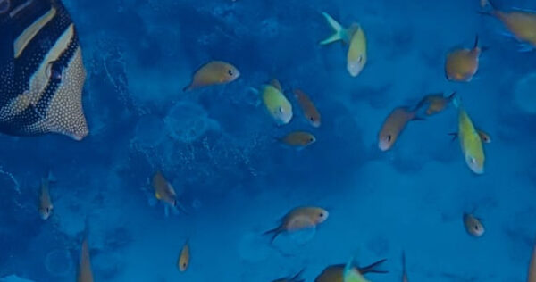 caribbean-biodiversity-fund