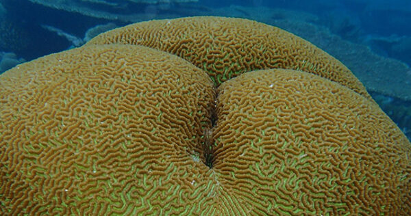 cabeza-coral-pixabay-2025 cabeza-coral-pixabay-2025