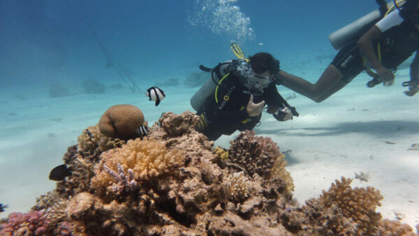 dive-285539_1920-pixabay