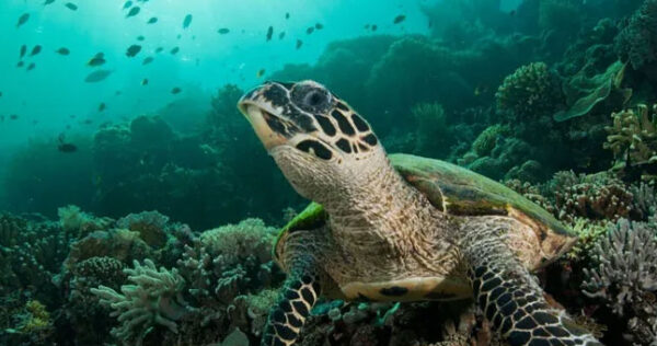 Kogia-Sumer-Verma-sea-turtle-and-coral-reef