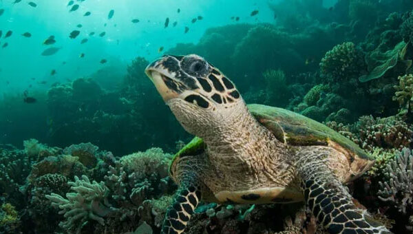 Kogia-Sumer-Verma-sea-turtle-and-coral-reef Kogia-Sumer-Verma-sea-turtle-and-coral-reef