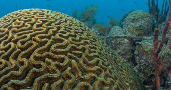 Quimica-y-Ecosistemas-Oceanicos-Asociaciones-de-Investigacion