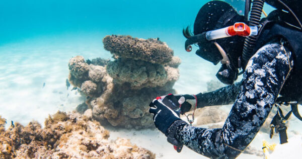 Vee-Brosig-Blue-Media