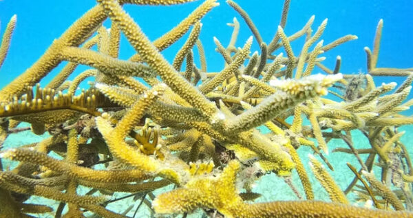 fundacion-cayo-cochinos