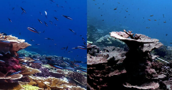 coral-health-before-and-after-heat-stress