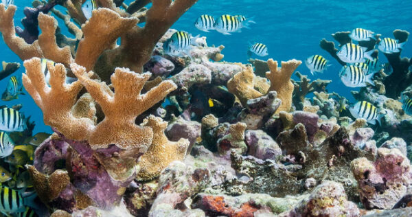 Corales-duros-en-el-Caribe-frente-a-Cuba-en-2019