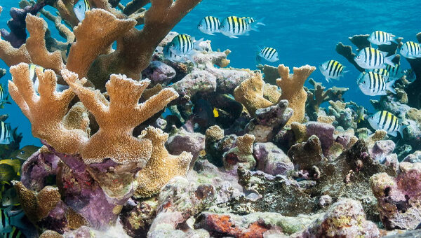 Corales-duros-en-el-Caribe-frente-a-Cuba-en-2019