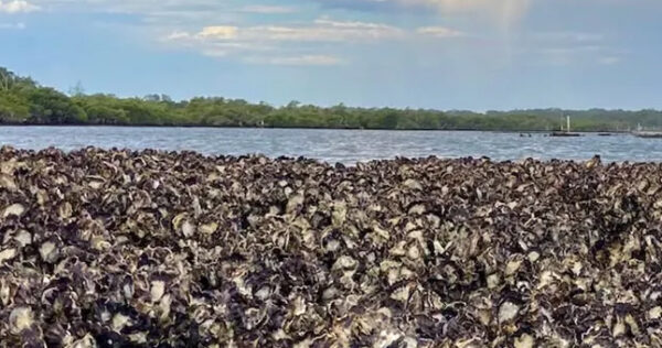 Remanente-arrecife-natural-de-ostras-juan-esquivel