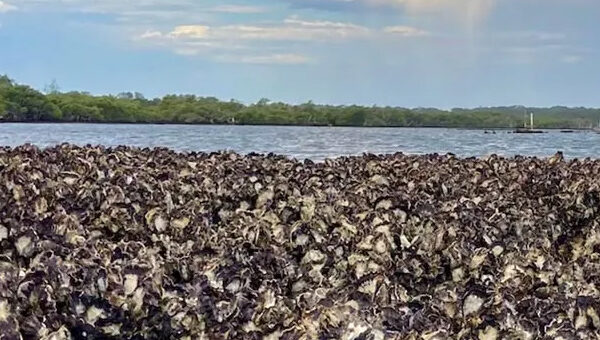 Remanente-arrecife-natural-de-ostras-juan-esquivel
