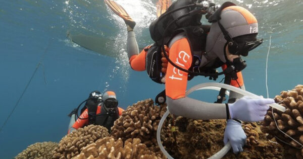 Tara-Pacific-divers-Sylvian-Agostini-and-Pete-West