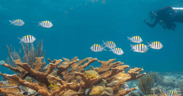 Habilidades-de-buceo-que-protegen-los-arrecifes-de-coral