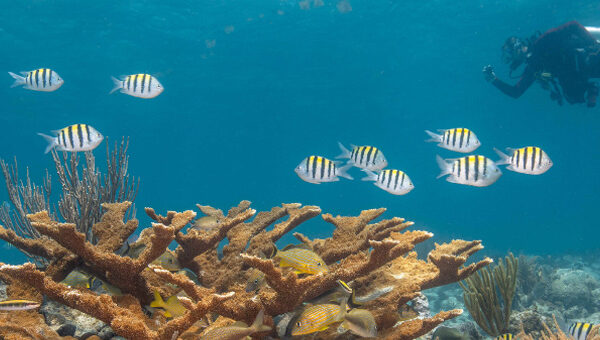 Habilidades-de-buceo-que-protegen-los-arrecifes-de-coral