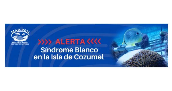 Alerta Cozumel Banner (3)