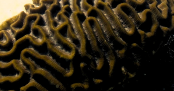 Alerta Cozumel Banner (4)